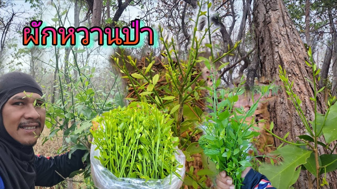 เก็บผักหวานป่า‼️รอบแรกของปี69 สะออนคักกำลังแตกยอดอ่อนๆเต็มเลย