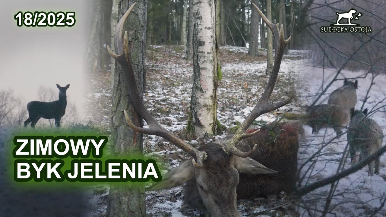 Zimowy byk jelenia - Zimowy podchód - SUDECKA OSTOJA 20/2025 red stag hunting