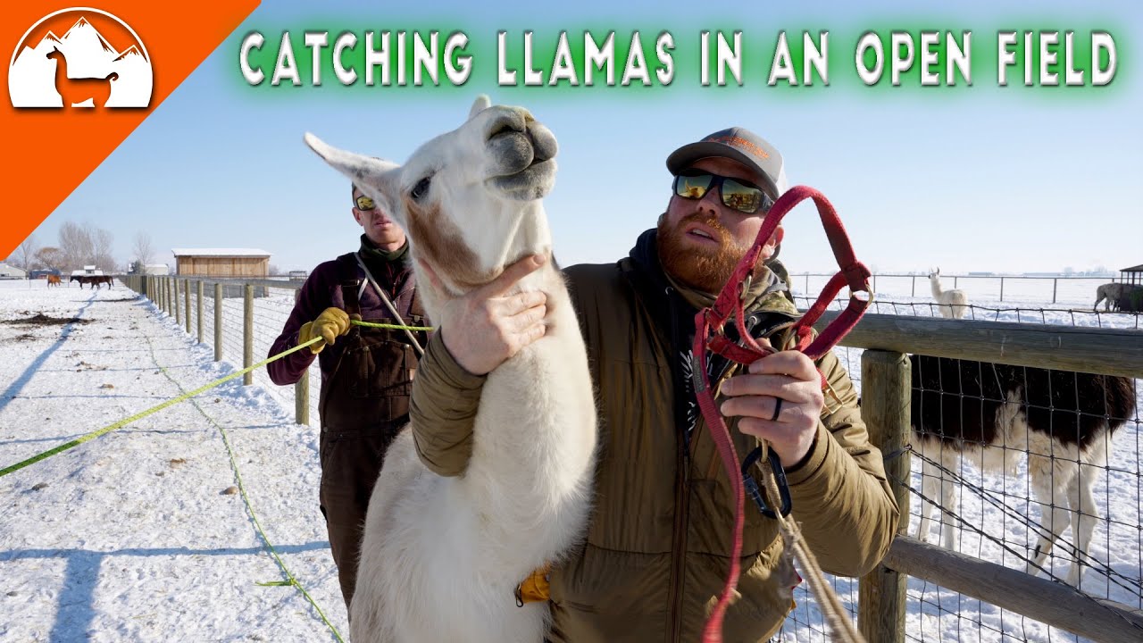 Catching Llamas in an open field - Ep.13 - Llama Life 3.0