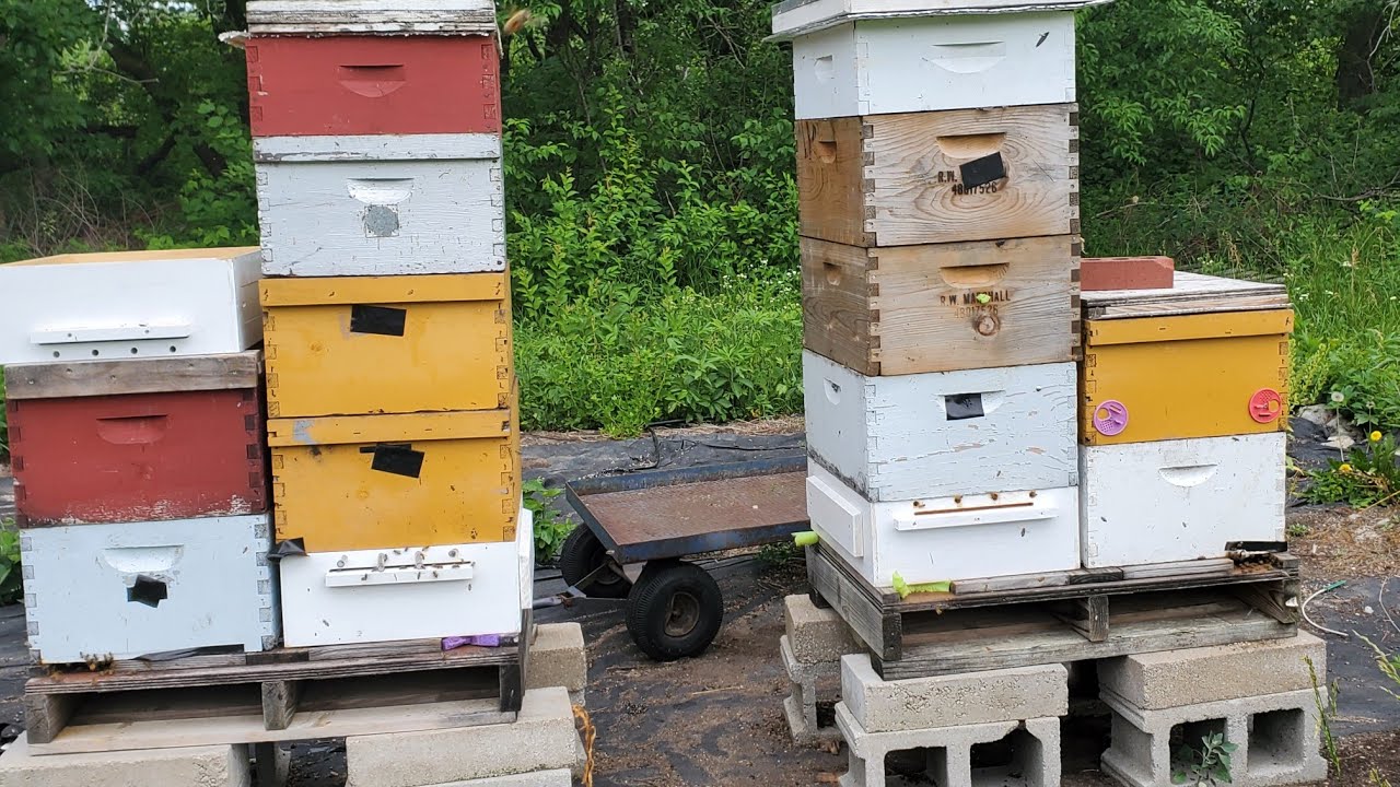When To Add Honey Suppers And Bee Pollen Trap 🐝 Fixing Honey And Pollen Bound Hive