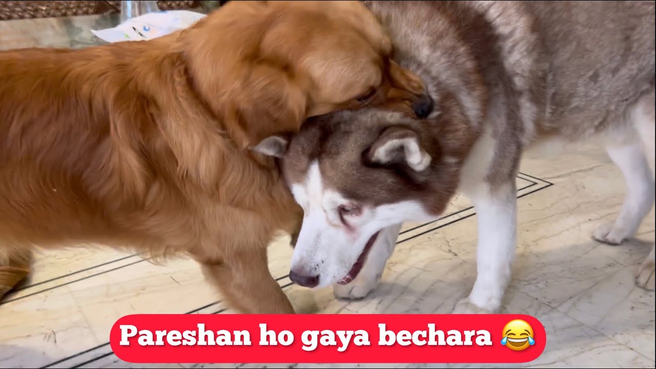 Chuhe ne pareshan kardiya Ghost ko ghar aate hi 🤣😂 Maza aa gaya 🥹❤️