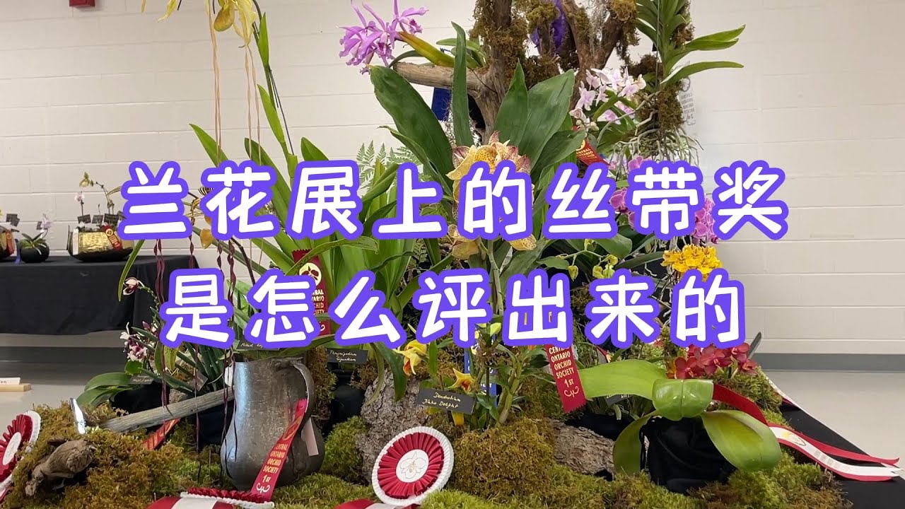 手把手教你复花-蝴蝶兰 80- 兰花展上的丝带奖是怎么评出来的
