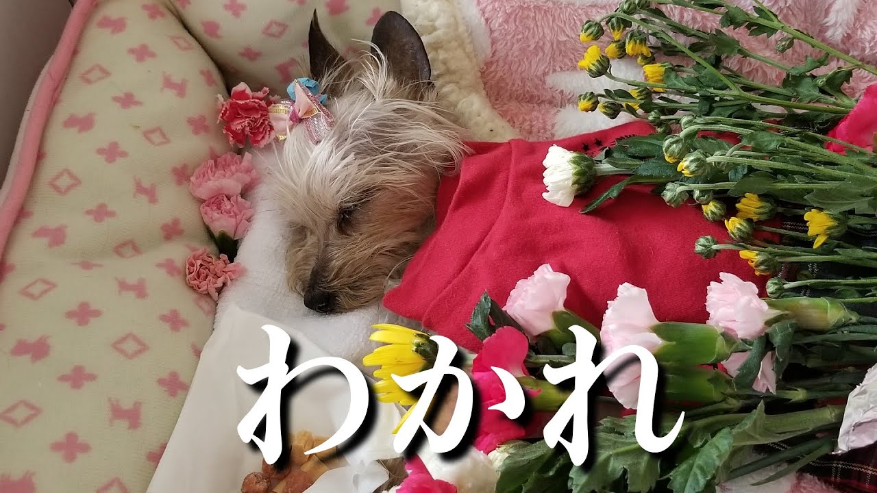 頑張ってくれました。
