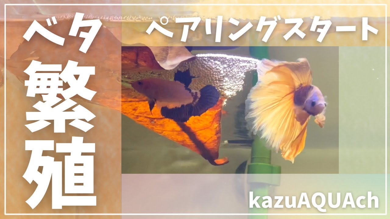 2022年　ベタ繁殖ペアリング開始！　＃アクアリウム　＃ベタ水槽