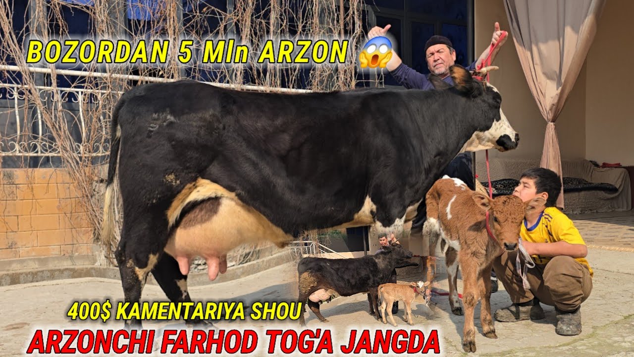 Arzonchi Farhod Tog'a Jangda 5 Bosh Tayor Ona Bola Sigirlar Bozordan 5 Mln Arzon Sotaman 😱😱😱