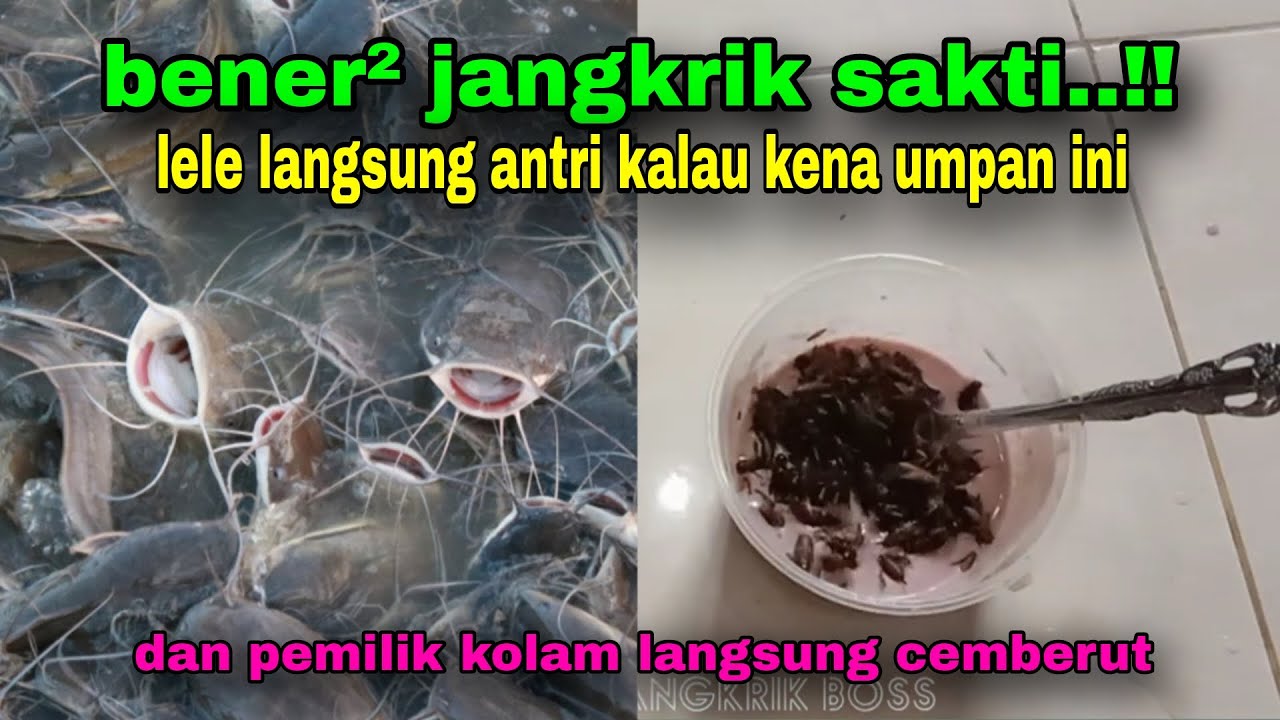 Umpan mancing ikan lele harian paling gacor di Indonesia media jangkrik susu #28