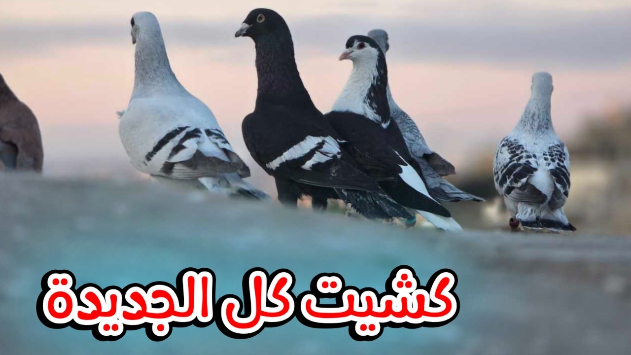 كشيت كل الحمام الجديدة والي ضاع طير قديم 🥲