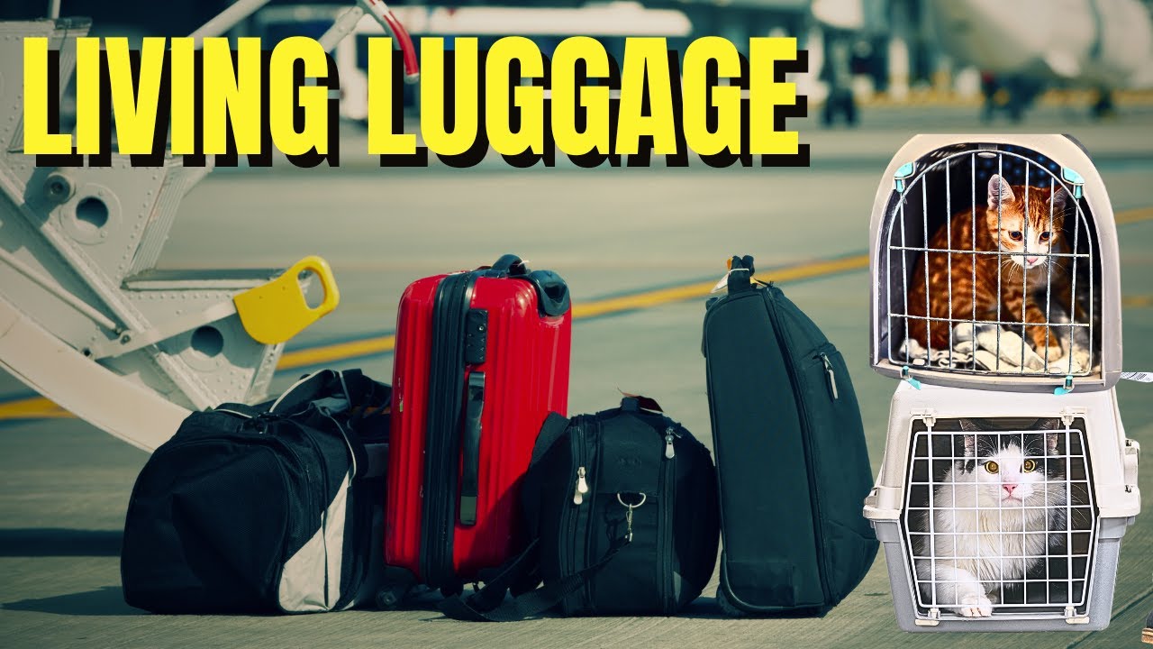 Tense 24 hours Flying with Cats: What we wish we knew