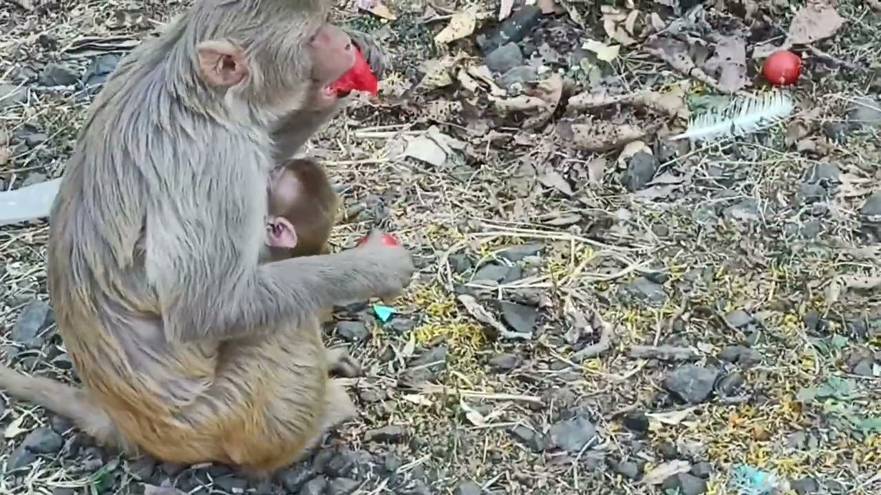 Feeding to Monkey 