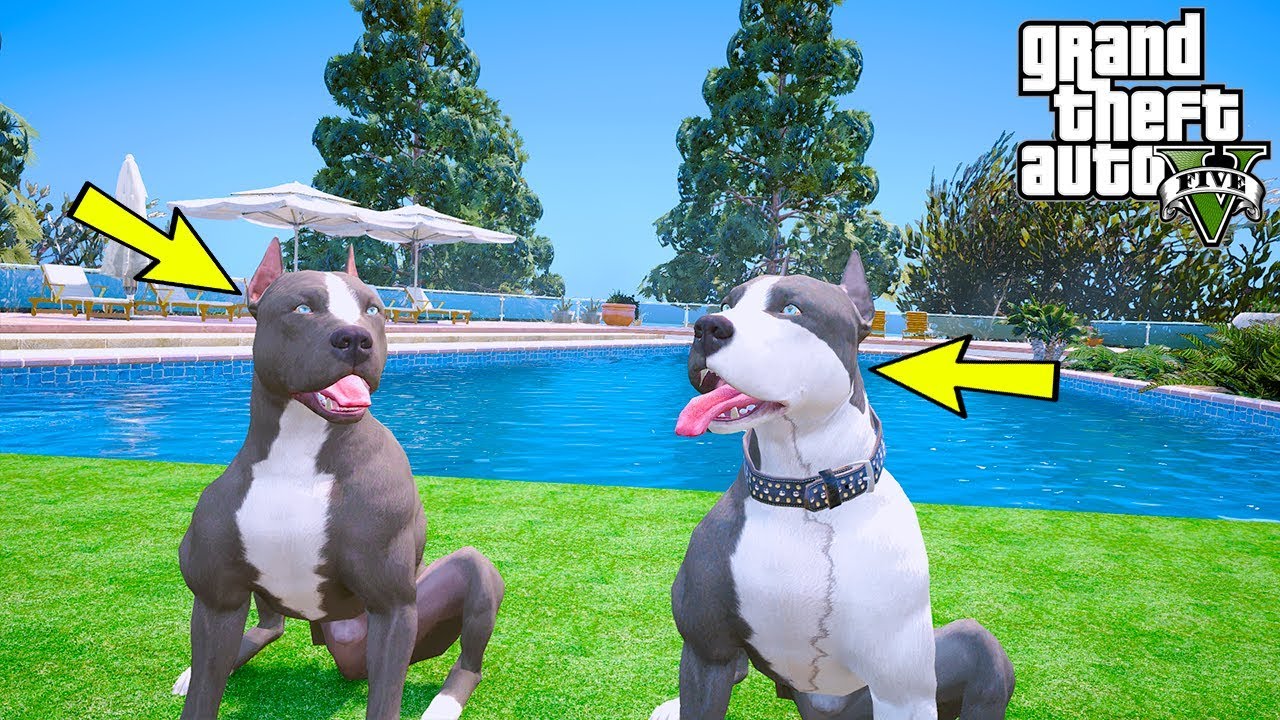YAVRU PİTBULL VE ABİSİ KAOS'UN YENİ DEVASA EVİ!(HAVUZU VAR!) - GTA 5