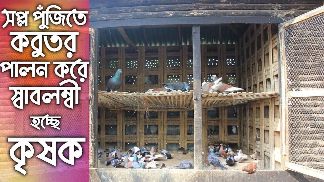 #20 মুক্তচারন পদ্ধিতে দেশি কবুতর পালন করে বাড়তি আয় করছেন খামারি। গ্রামের কবুতর খামার