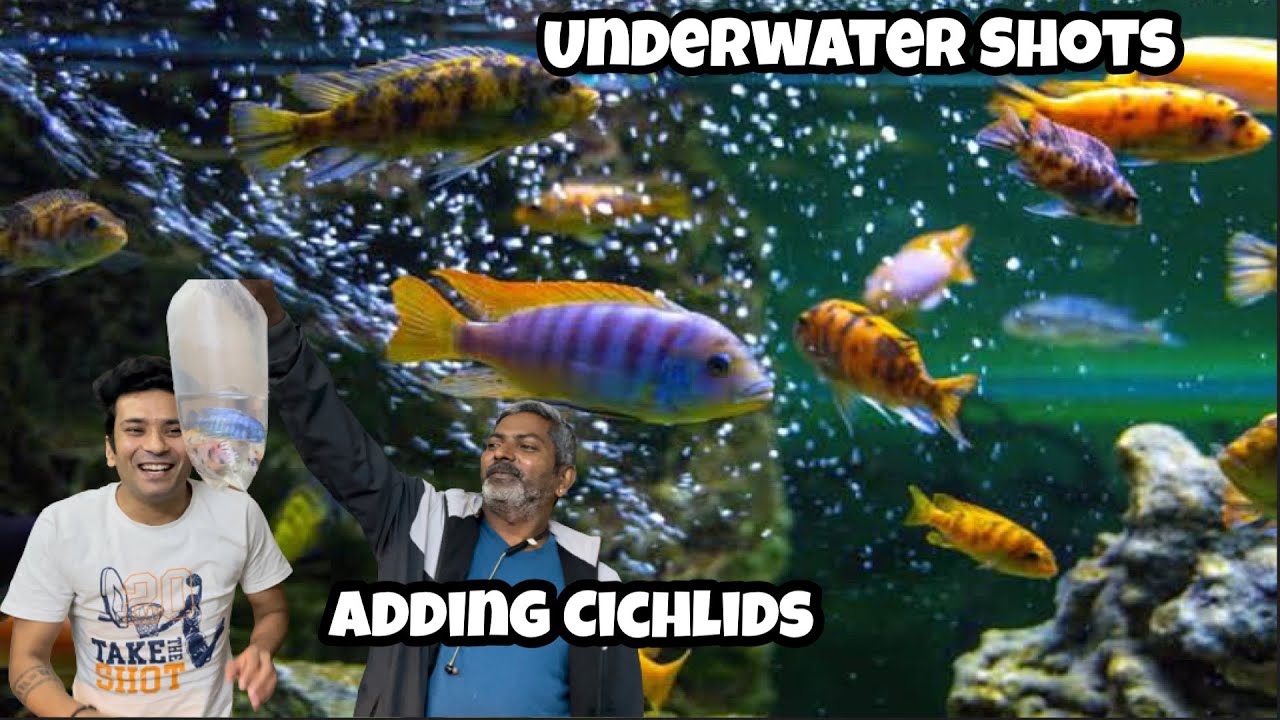 Peacock Cichlids | Adding more CICHLIDS to INDOOR POND | Underwater Shots| Five Colour Cichlids