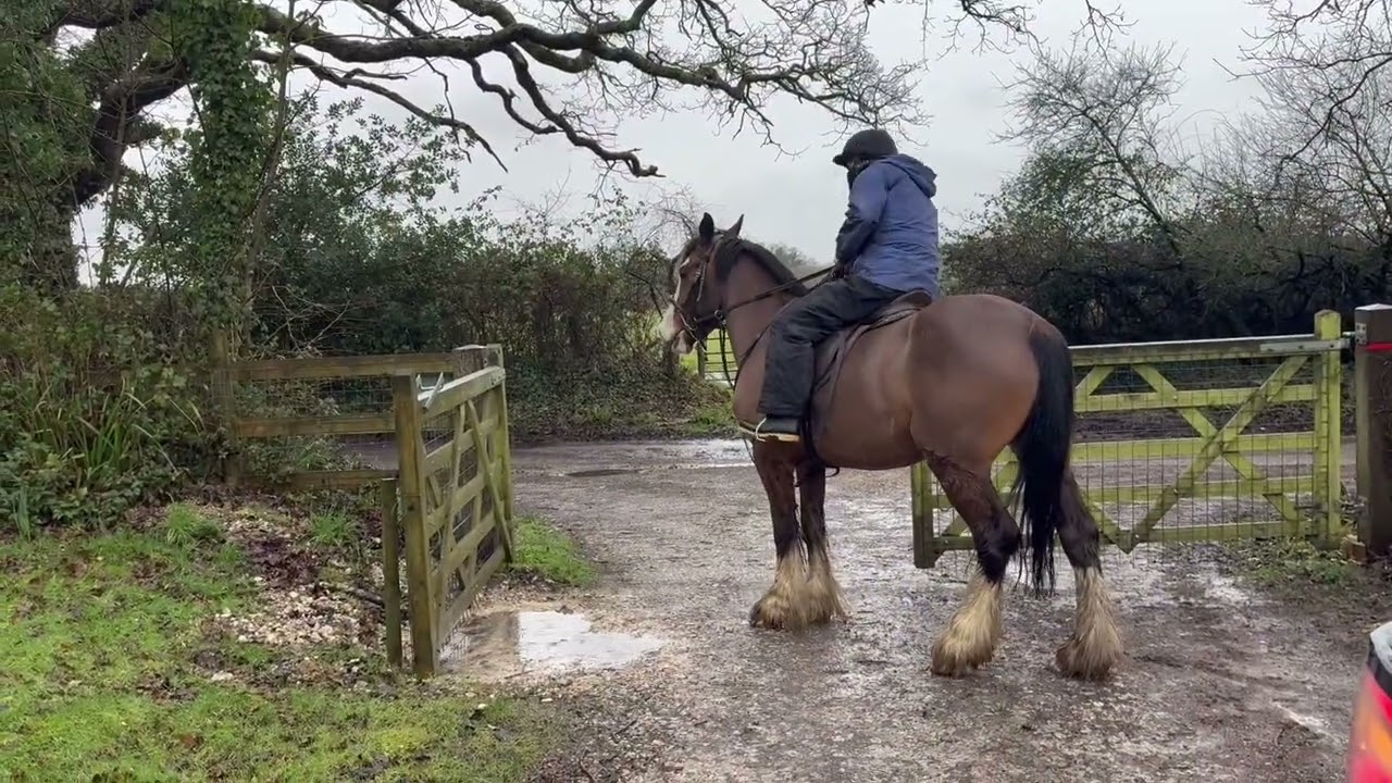 Fantastic Irish Cob Mare