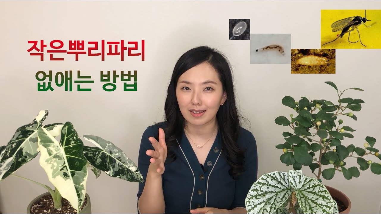 화분 날파리?! 이렇게 없애세요! (작은뿌리파리)