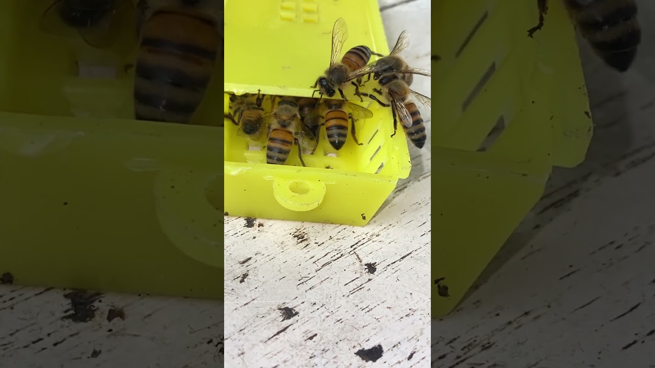 Catch the bee king 