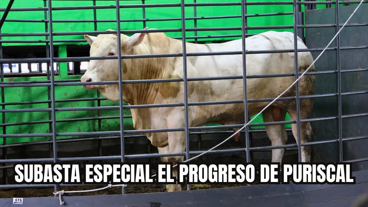 SUBASTA ESPECIAL EL PROGRESO DE PURISCAL
