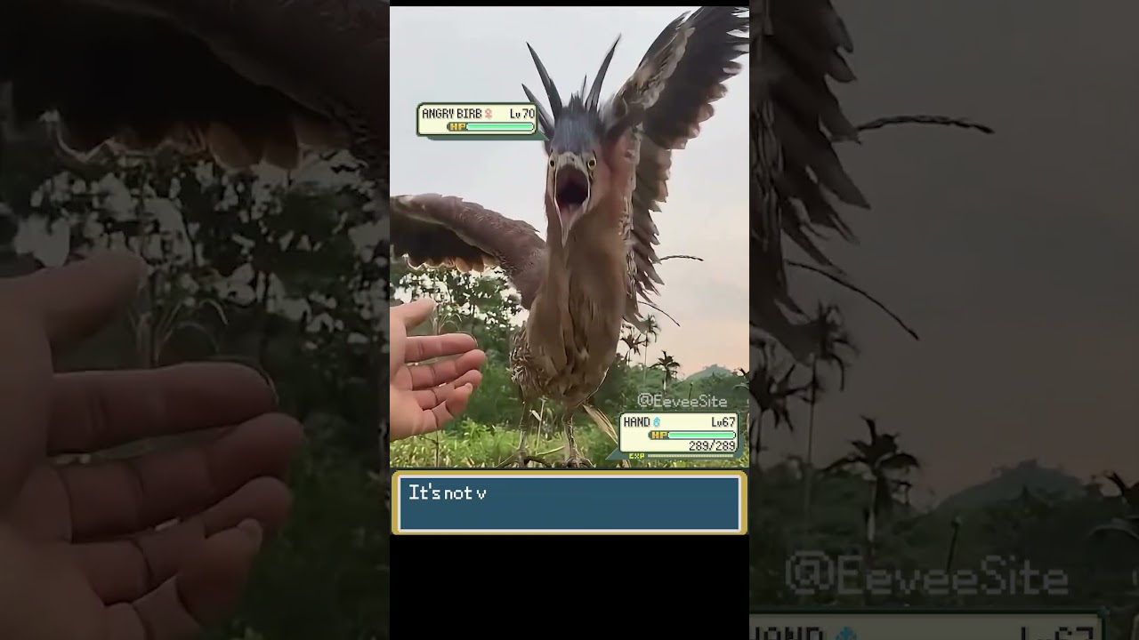 Legendary Bird Pokemon appeared! - EeveeSite #pokemon #pokemonmeme #funnybirds #pokemonbattle