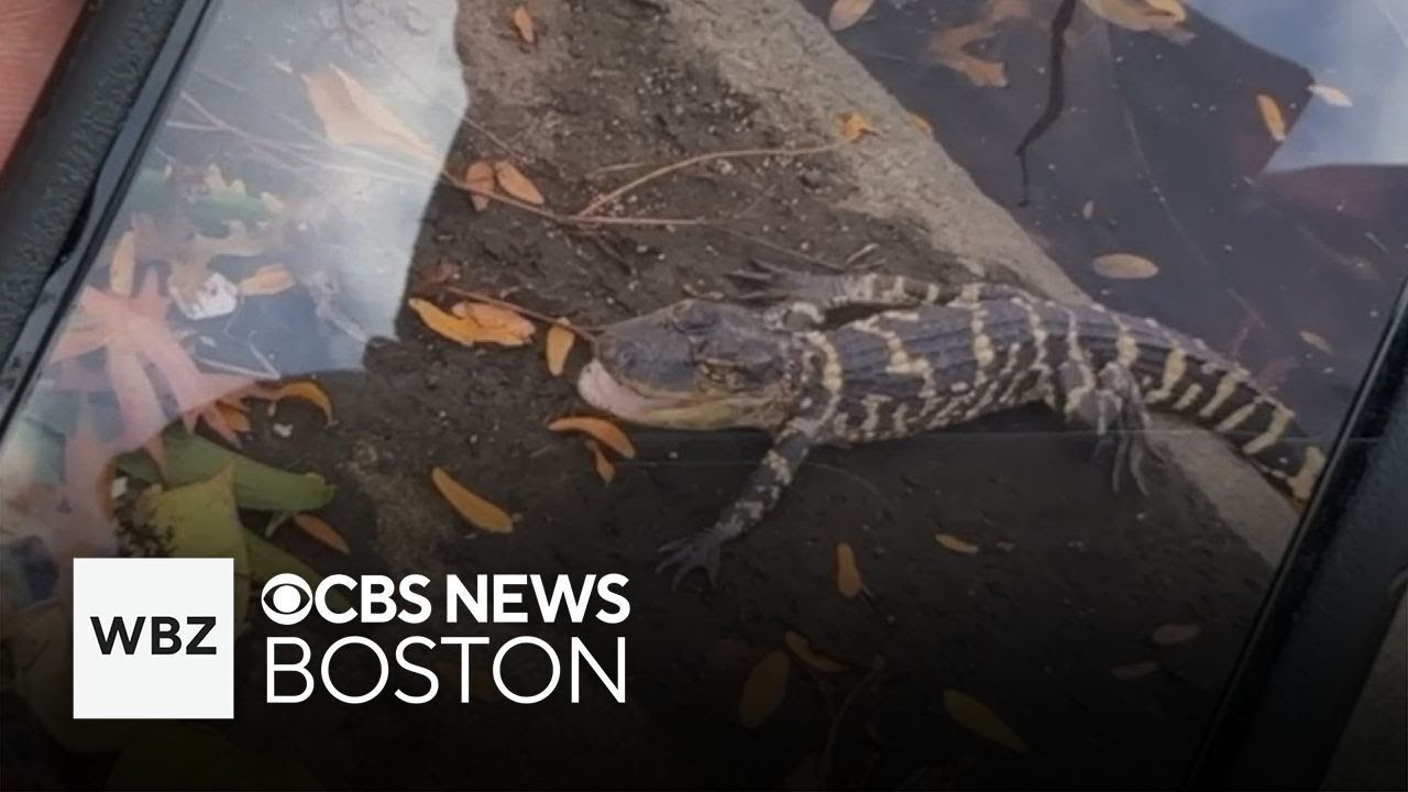 Small alligator seen on video coming in and out of Charles River in Boston