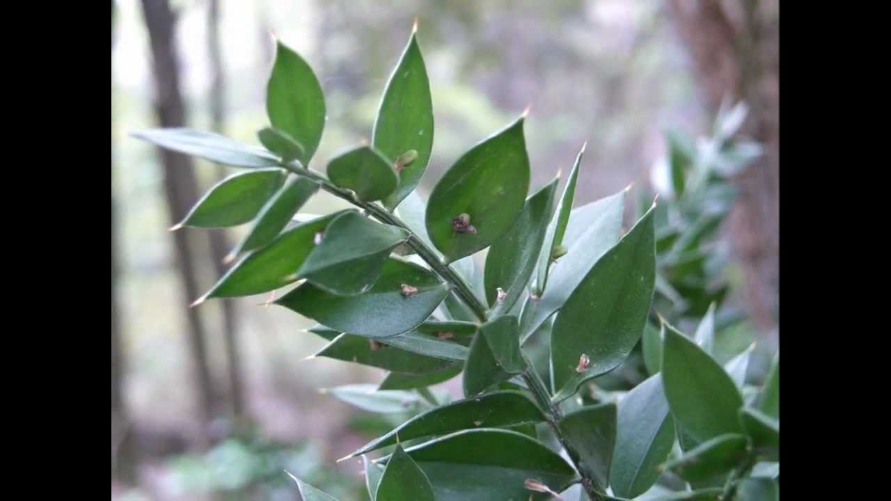 ruscus aculeatus L.