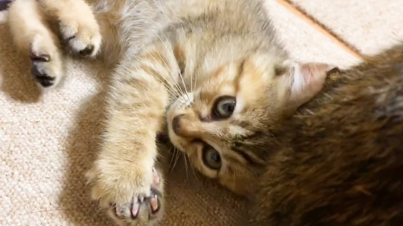 平和主義の柴犬は子猫と猫のじゃれ合いを見守るのが大好き♥ Shiba Inu watching cats and kittens happily