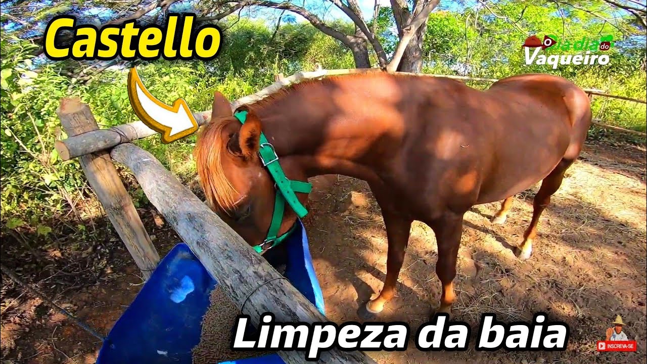 TRATO DO MEU POTRO QUARTO DE MILHA | limpando a baia dano ração e escovando a máquina.