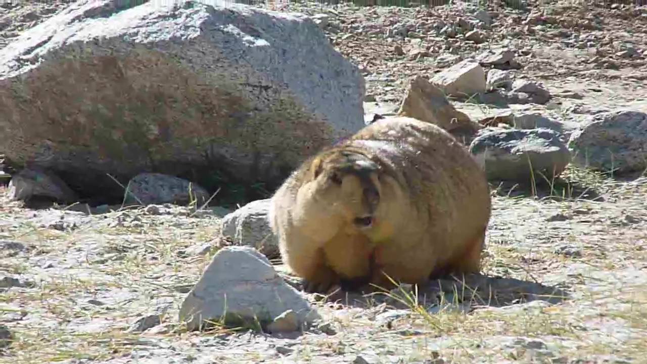 Himalayan Marmot 1.mp4