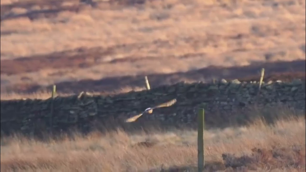 Female Hen Harrier on Yorkshire Dales Grouse Moor