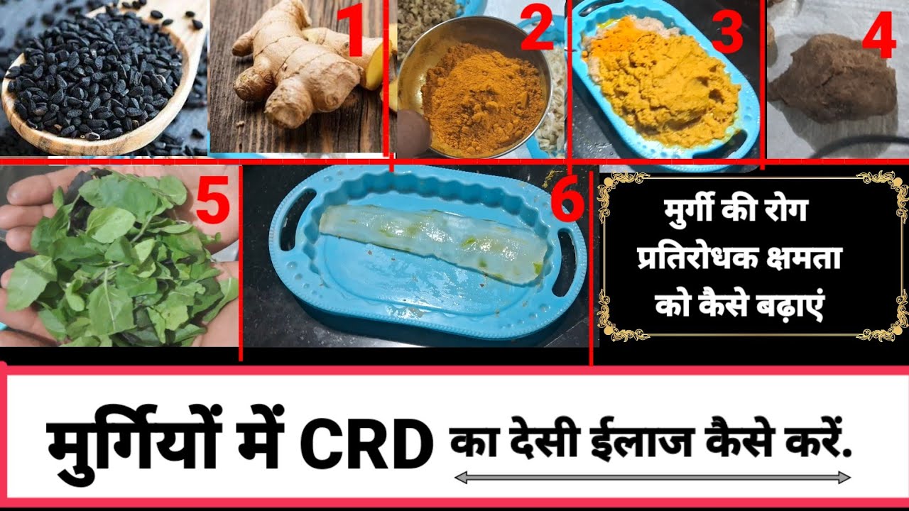 CRD का देसी ईलाज!!murgi me crd ka desi ilaj!!murgi me crd ka ilaj!!crd ka ilaj kya hai!!