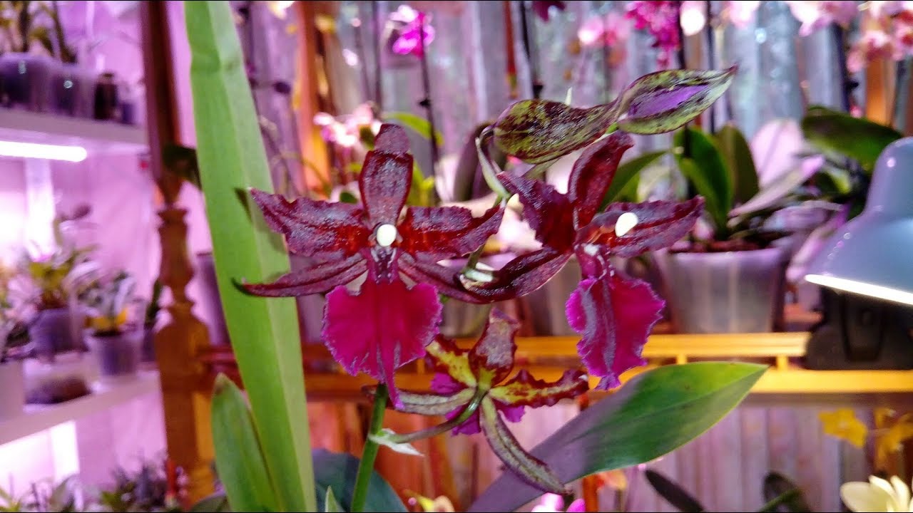 Colmanara Massai Red | Первое Цветение | Уход и содержание