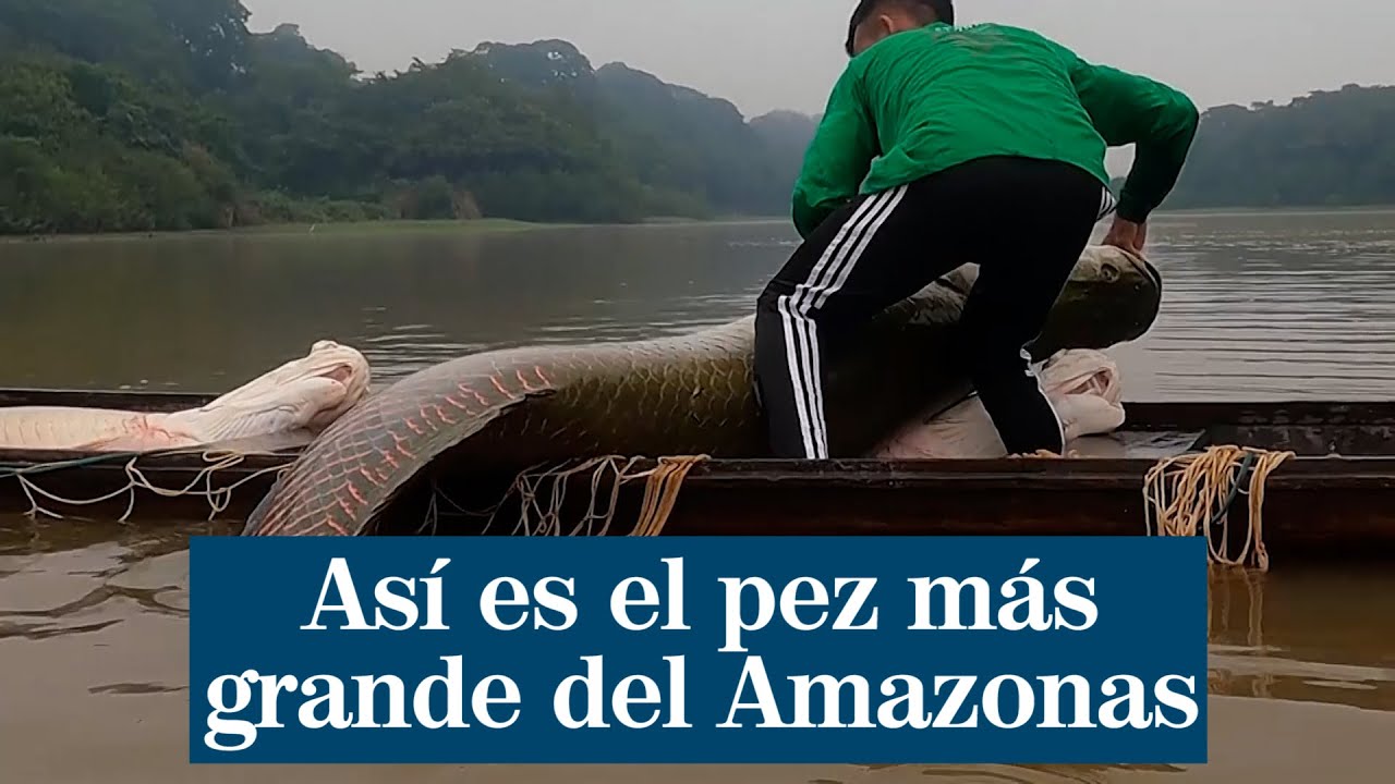As&iacute; es el pez m&aacute;s grande del Amazonas que estuvo a punto de desaparecer