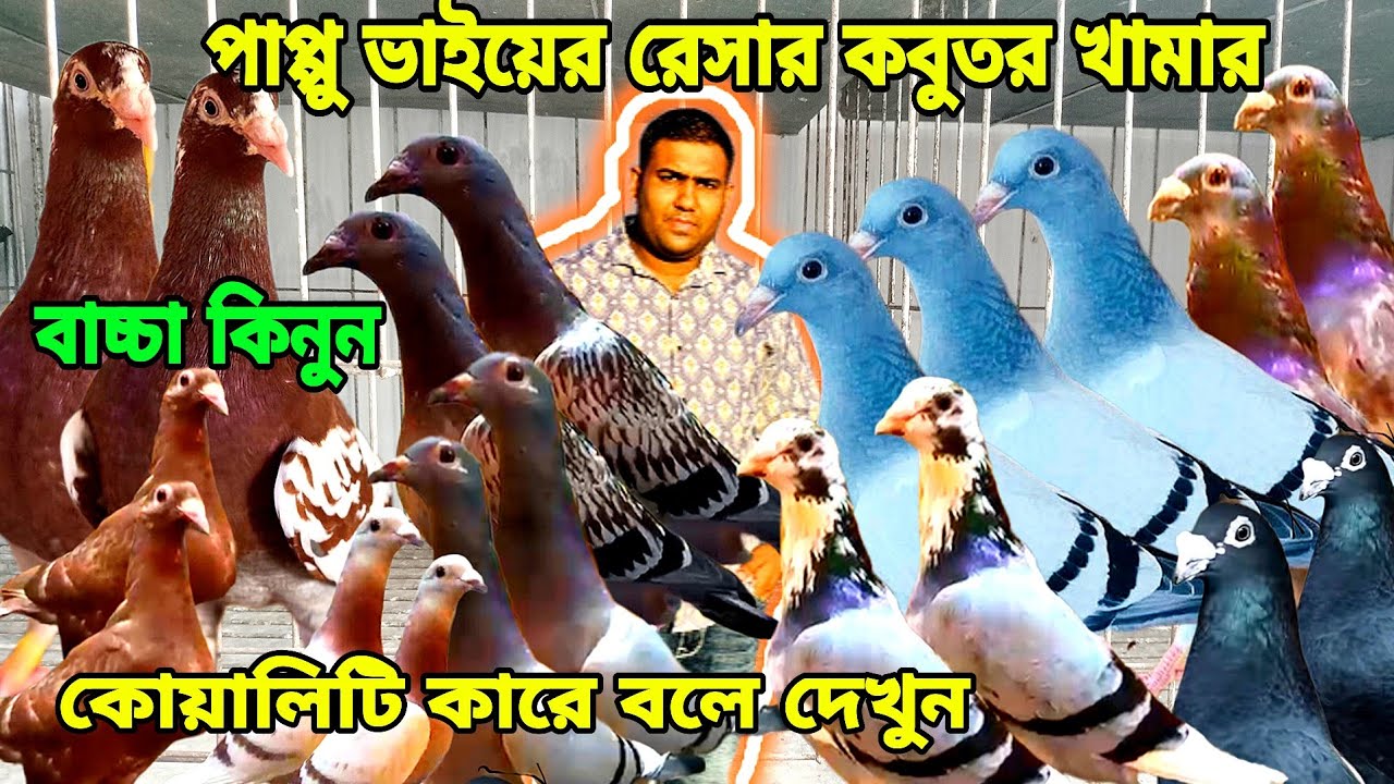 পাপ্পু ভাইয়ের রেসার কবুতর খামার। আসল রেসার কবুতর বাচ্চা বিক্রি। চকো রেসার কবুতর বাচ্চা। Mohsintv 