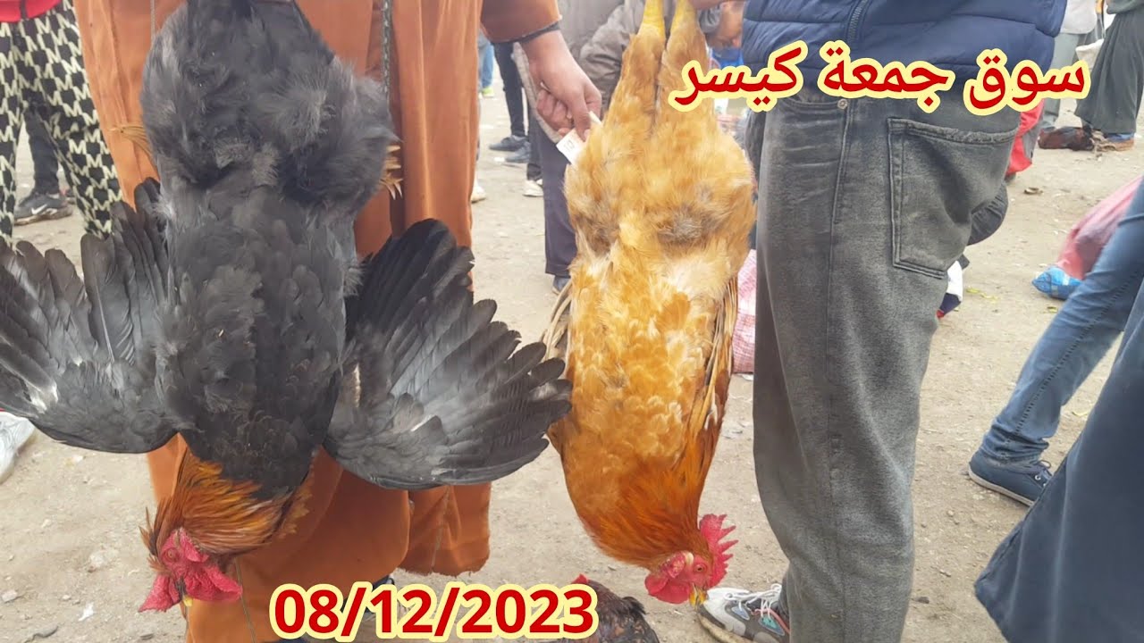 سوق الدجاج بلدي و زينة جمعة كيسر 08/12/2023 مع ثمن 🦚🦃🐓🐔