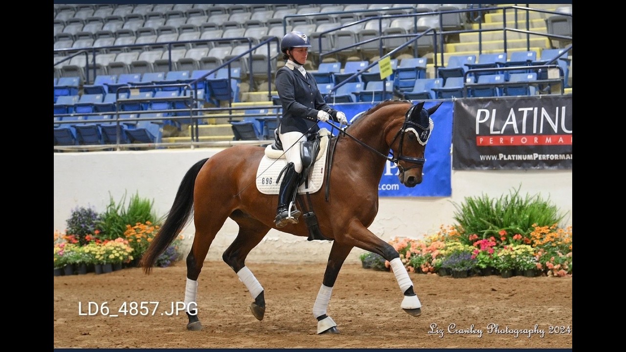 Darnay 2017 imported 16.2h Hanoverian gelding by Dancier/Don Crusader