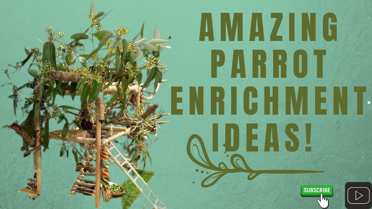 PARROT ENRICHMENT