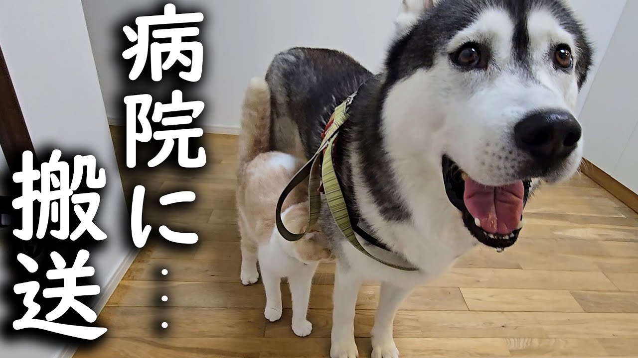 腫瘍が見つかり病院に連れていった結果...