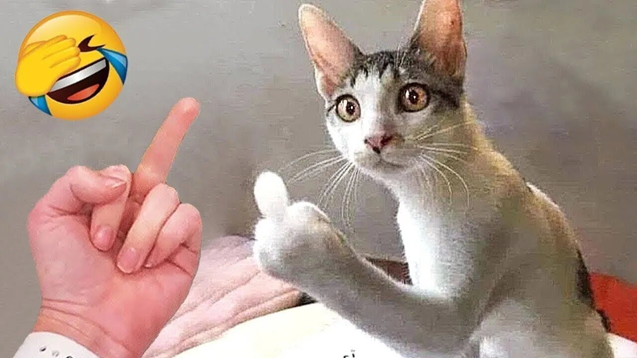 СМЕШНЫЕ ЖИВОТНЫЕ 2025 Я РЖАЛ ДО СЛЕЗ 🐱 60 МИНУТ СМЕХА ЛУЧШИЕ ПРИКОЛЫ 2025 С КОТАМИ И СОБАКАМИ #1