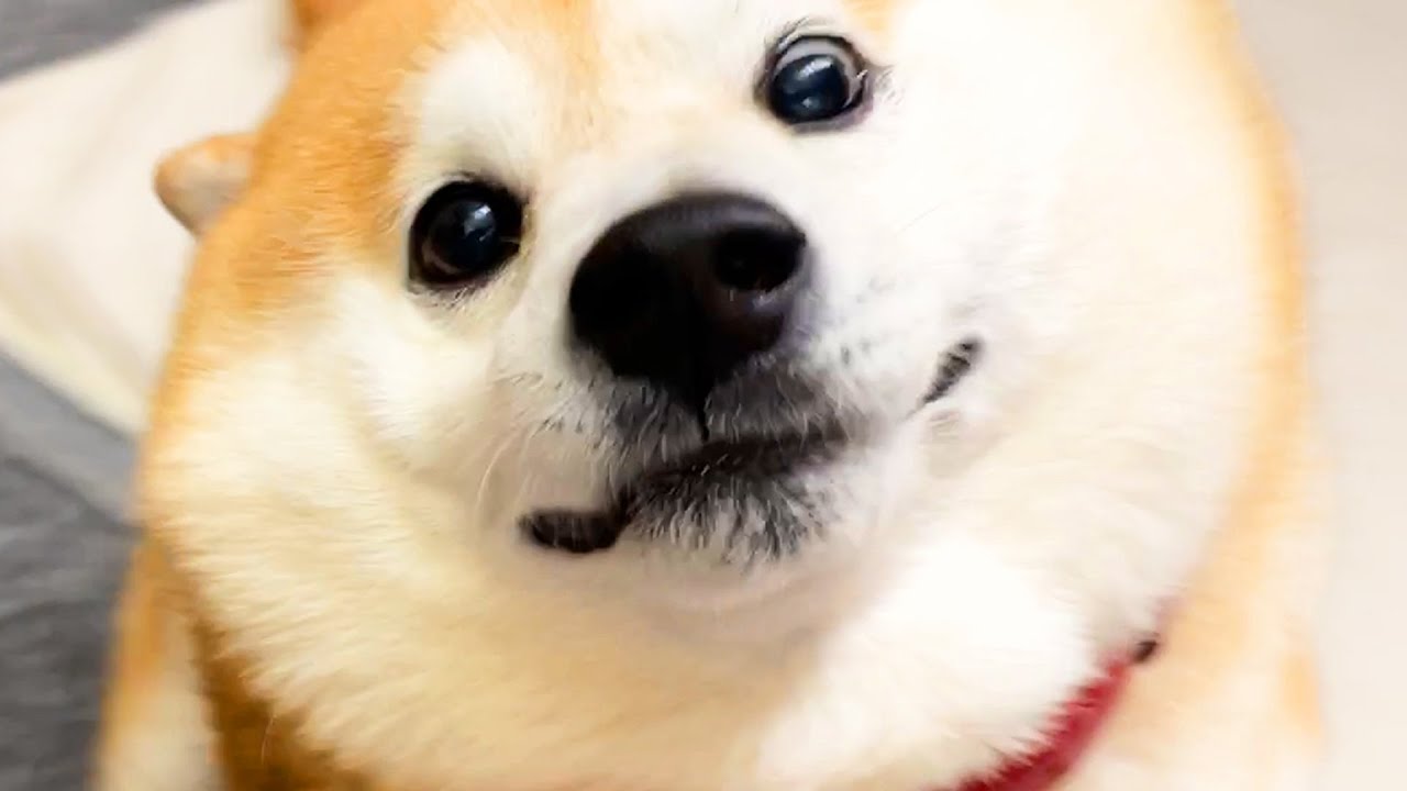 Shibe is very surprised when his family suddenly appears after a long absence.