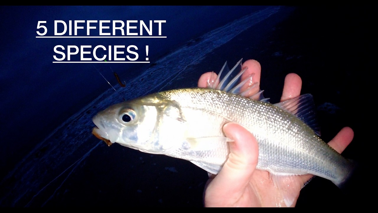 5 DIFFERENT SPECIES + NEW SPECIES ! SAVAGE NIGHT DOWN IN MORRISCASTLE BEACH CO.WEXFORD