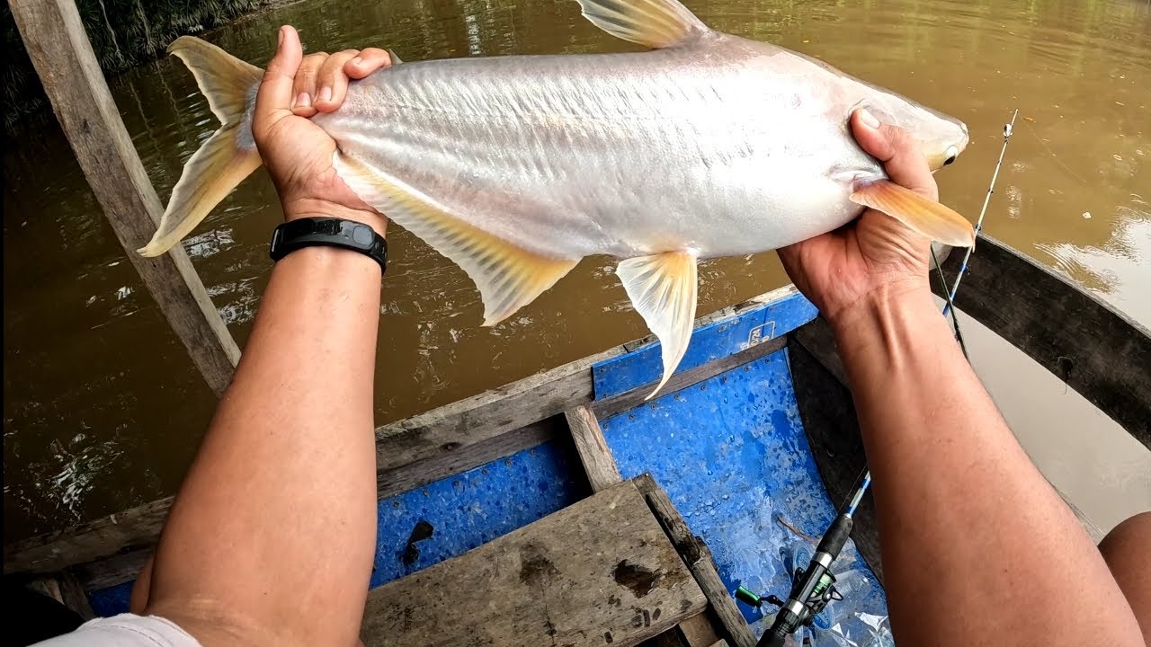 Strike PATIN MONSTER Sungai Kampar!!!