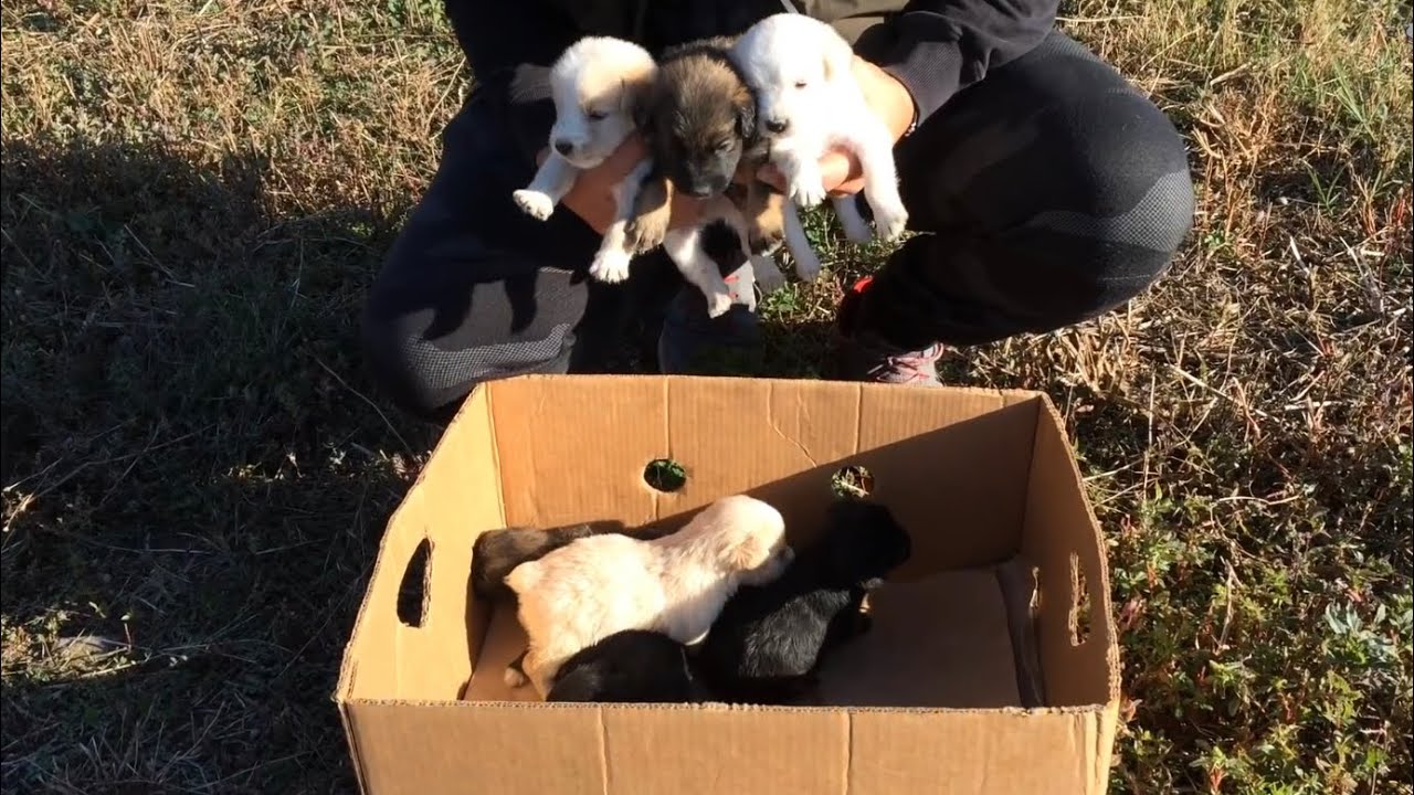 A beautiful story of seven puppies abandoned in cardboard box