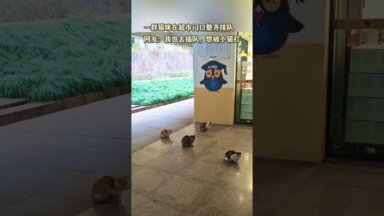 连猫都知道排队，插队的还要挨揍，太可爱了！#猫咪排队