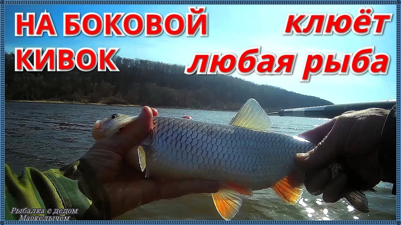 Рыбалка на БОКОВОЙ КИВОК НА ОКЕ в марте 2020. Голавль, берш, окунь.