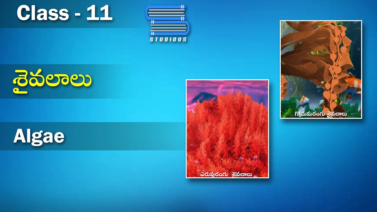 శైవలాలు  | Algae - Plant Kingdom in Telugu | Biology Class11 | Botany | Studious Telugu