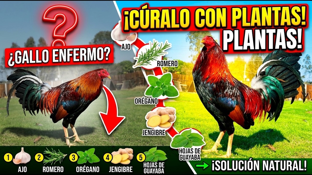 Lo que los expertos callan sobre la rapidez extrema de este Gallo fino de casta.