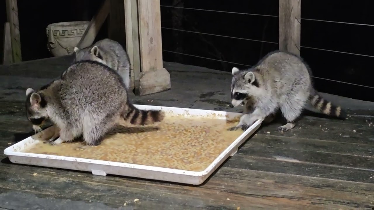 Wednesday February 18th my raccoons so far ❤️❤️❤️