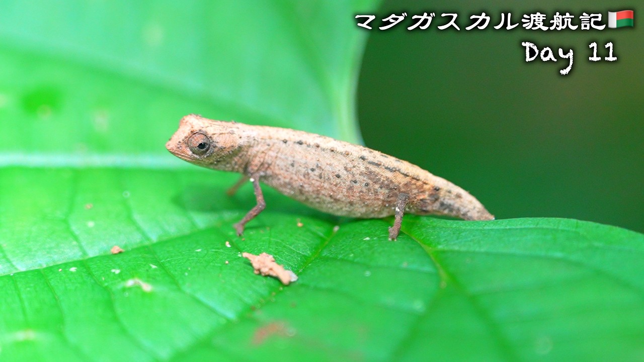世界最小のカメレオン&ヘラオヤモリ遂に発見！【マダガスカル渡航記Day11🇲🇬】