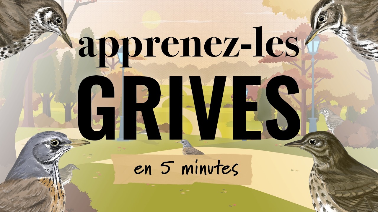 Identifiez les grives | Apprenez-les tous #18