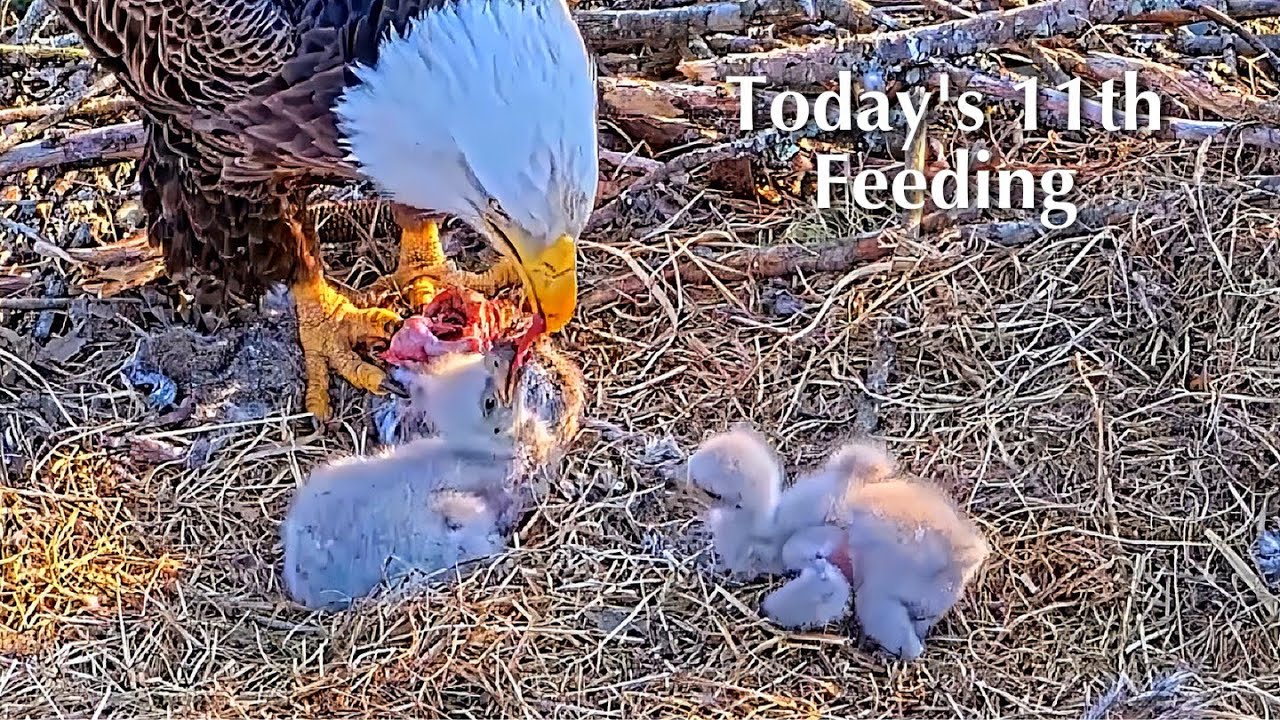80🦅BC28🐥9° & BC29🐥7°／Bluff City Bald Eagle Nest 2026／Frances💗Franklin ／ETSU/BTES Eagle Cameras