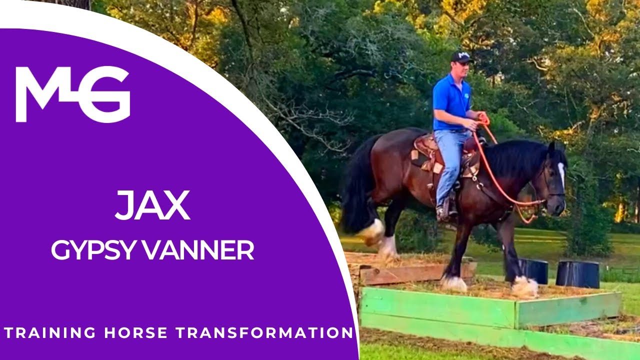 Jax (Gypsy Vanner) - Training Horse | The Horse Guru - Michael Gascon
