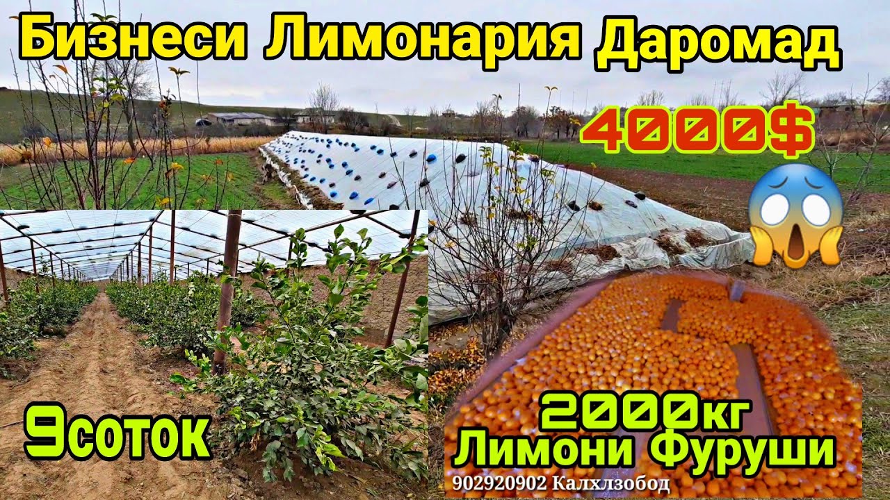 Бизнеси Лимонария Дар Гармхона 2000кг Лимони Фуруши 23 декабря 2020 г.